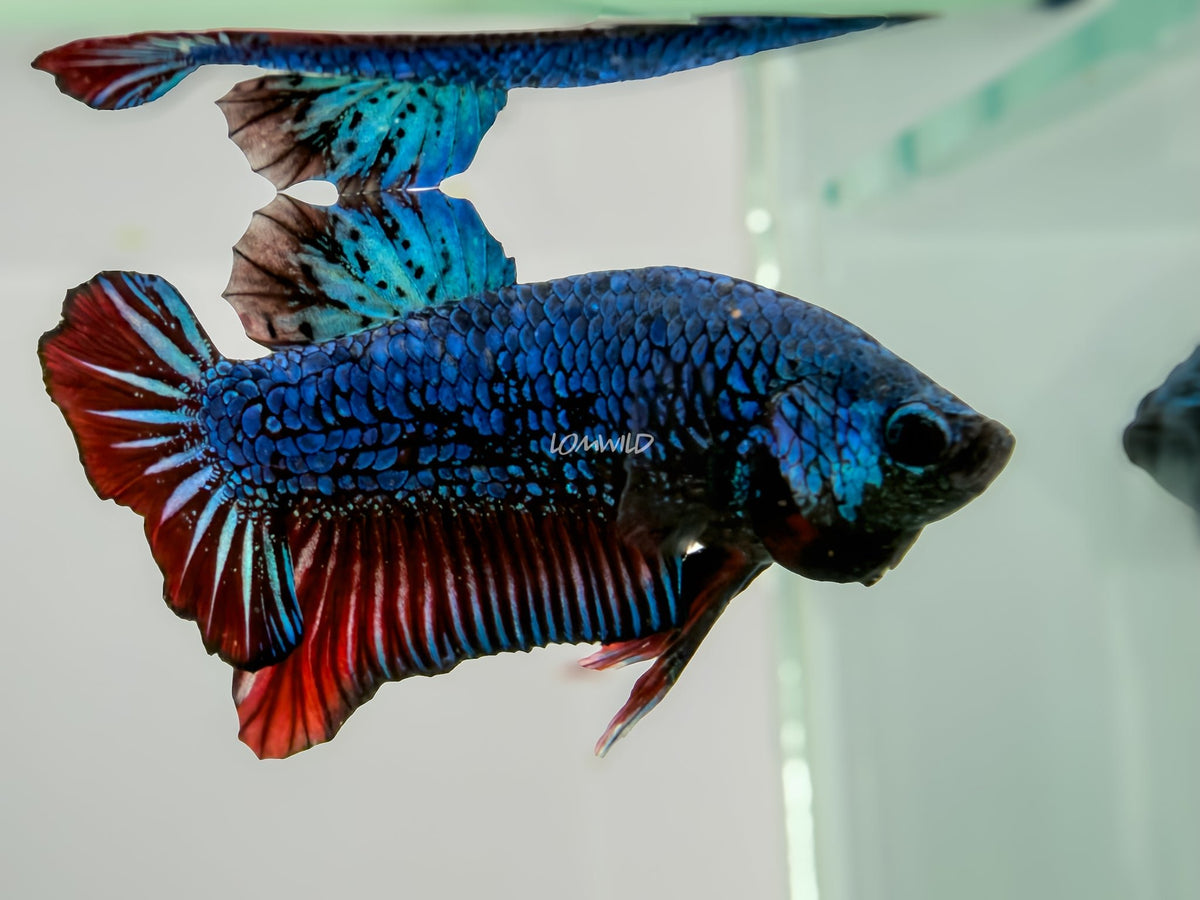 #245 LOMWILD Halfmoon Bi Color Plakat Betta Fish USA Raised Premium Stock - LOMWILD