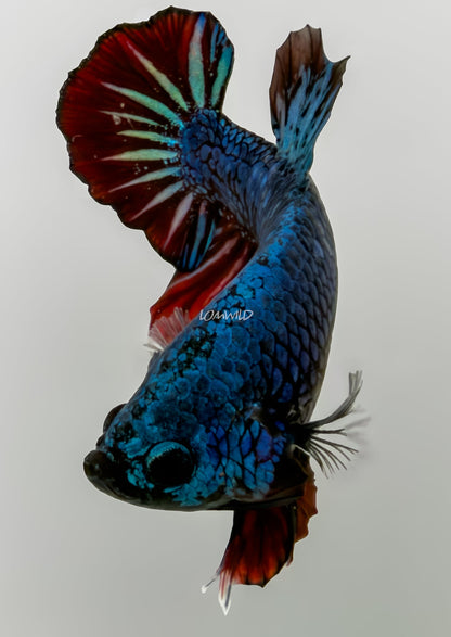 #245 LOMWILD Halfmoon Bi Color Plakat Betta Fish USA Raised Premium Stock - LOMWILD