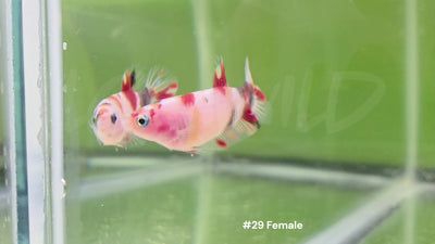 Female Halfmoon Plakat Koi Betta #29