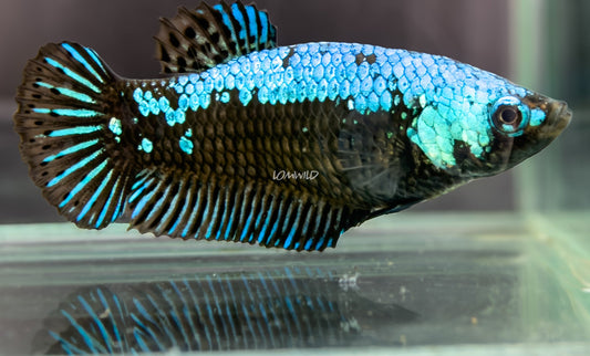 #301 Blue Black Dragon Samurai Female Half-moon Plakat LOMWILD Premium Betta Fish Quality Line - LOMWILD