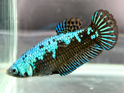 #301 Blue Black Dragon Samurai Female Half-moon Plakat LOMWILD Premium Betta Fish Quality Line - LOMWILD
