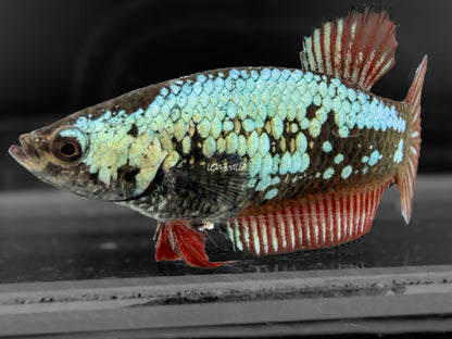 #303 Red Black Dragon Samurai Female Halfmoon Plakat Betta Fish - LOMWILD