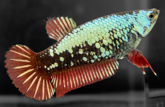 #303 Red Black Dragon Samurai Female Halfmoon Plakat Betta Fish - LOMWILD
