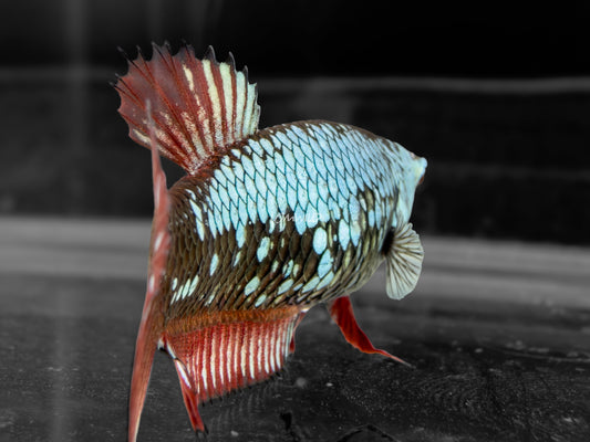 #303 Red Black Dragon Samurai Female Halfmoon Plakat Betta Fish - LOMWILD