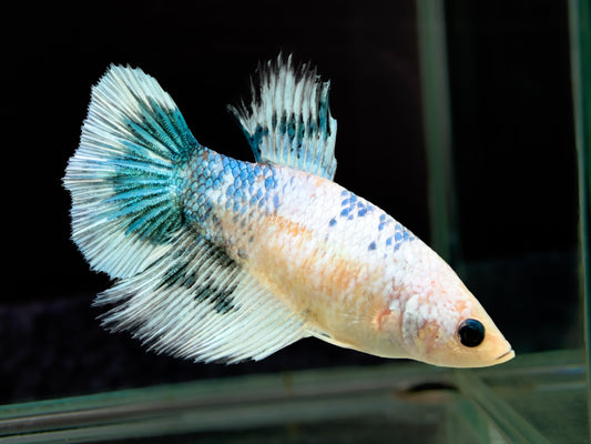 #304 High Quality FEMALE Blue Green Half moon Betta Fish Premium LOMWILD - LOMWILD
