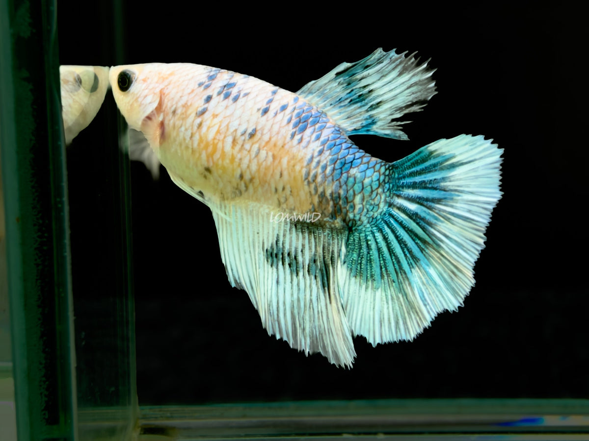 #304 High Quality FEMALE Blue Green Half moon Betta Fish Premium LOMWILD - LOMWILD