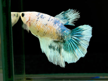#304 High Quality FEMALE Blue Green Half moon Betta Fish Premium LOMWILD - LOMWILD