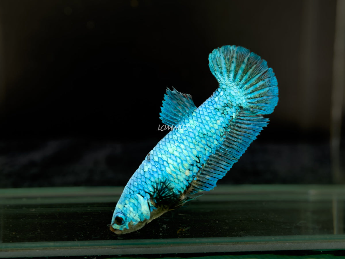 #307 Premium Female Purple Skies Half moon Plakat Betta Fish LOMWILD Florida Raised Aquarium Fish - LOMWILD