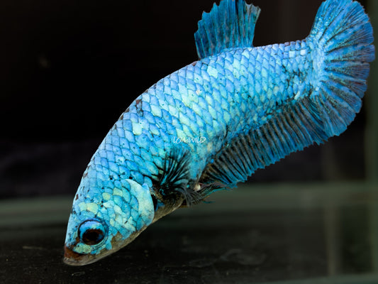 #307 Premium Female Purple Skies Half moon Plakat Betta Fish LOMWILD Florida Raised Aquarium Fish - LOMWILD