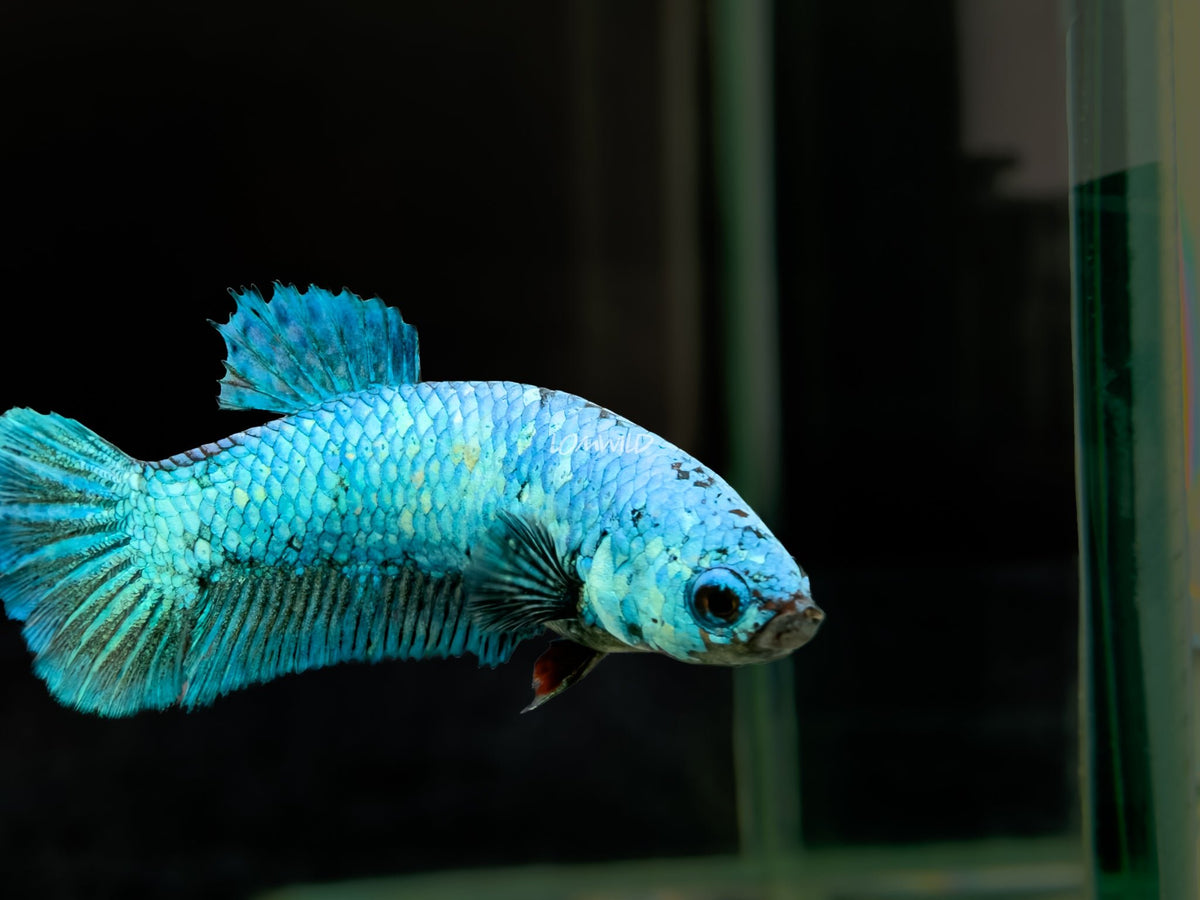 #307 Premium Female Purple Skies Half moon Plakat Betta Fish LOMWILD Florida Raised Aquarium Fish - LOMWILD