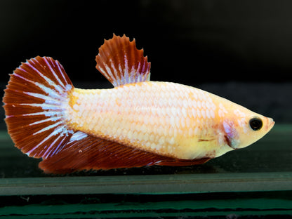 #308 High Quality FEMALE Cambodian Red White Dragon Scale Bi Color Betta Fish USA Raised LOMWILD - LOMWILD