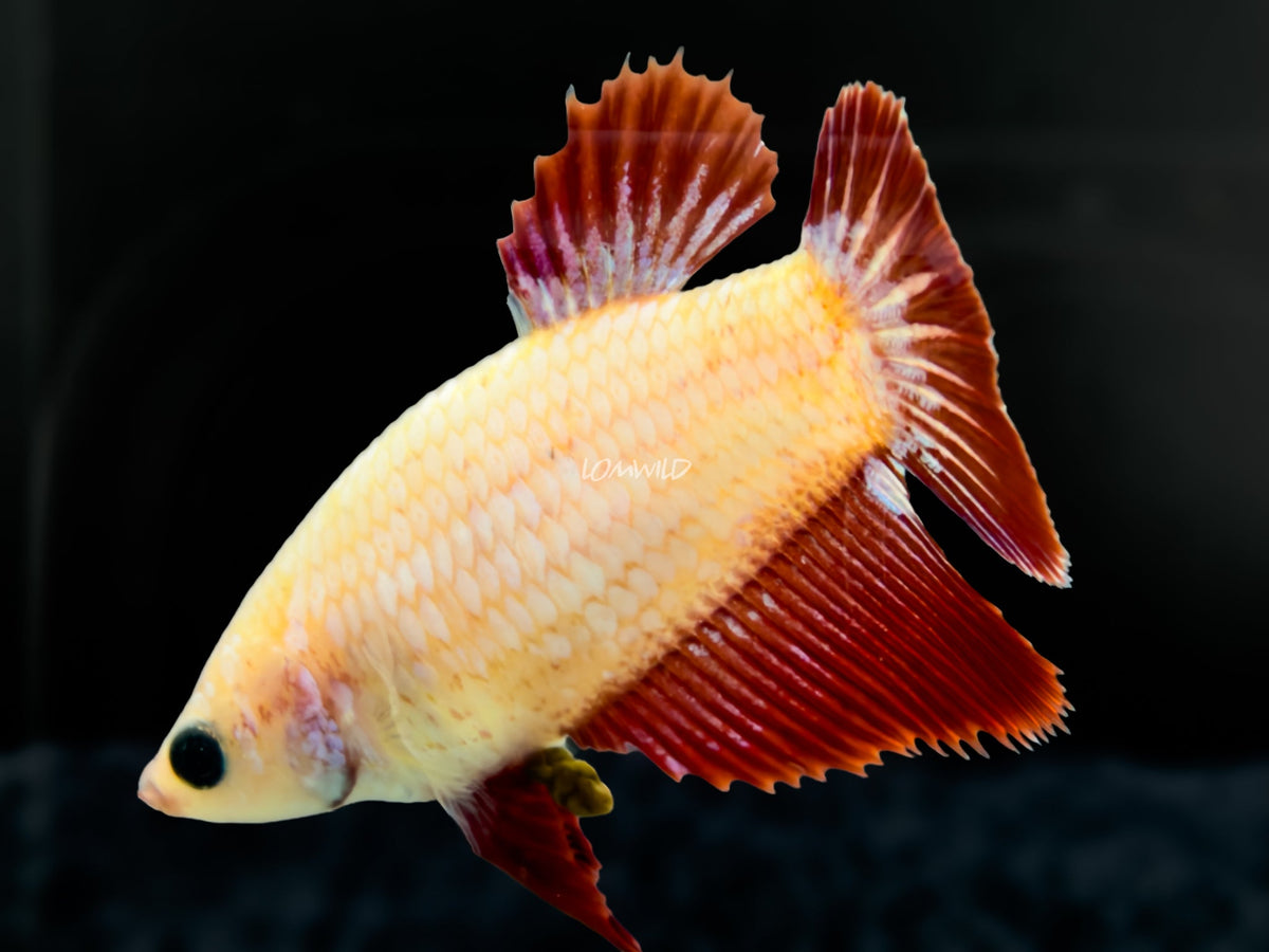 #308 High Quality FEMALE Cambodian Red White Dragon Scale Bi Color Betta Fish USA Raised LOMWILD - LOMWILD