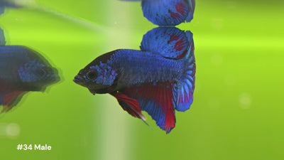 Male Blue & Red Halfmoon Plakat Betta #34