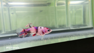 Female Koi Halfmoon Plakat Betta #52