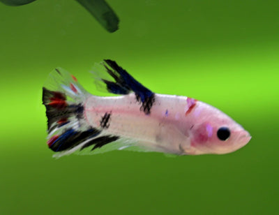 Male Koi Halfmoon Plakat Betta #62