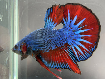 #184 Premium Male HMPK Bi Color Betta Fish LOMWILD Healthy Fish