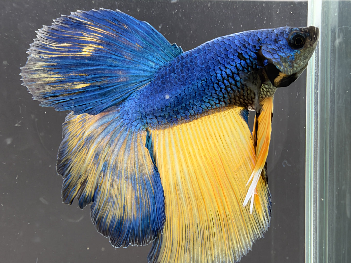 #180 LOMWILD Betta Fish Premium Hobby Quality