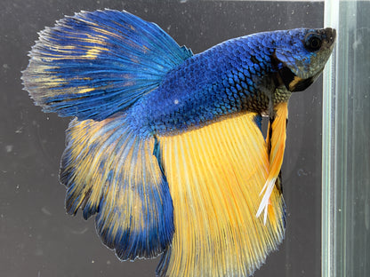 #180 LOMWILD Betta Fish Premium Hobby Quality