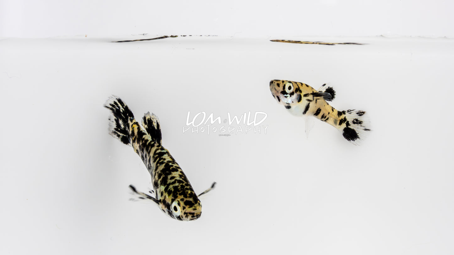 Super Melanistic Gambusia w/ VISUAL FEMALES* - LOMWILD