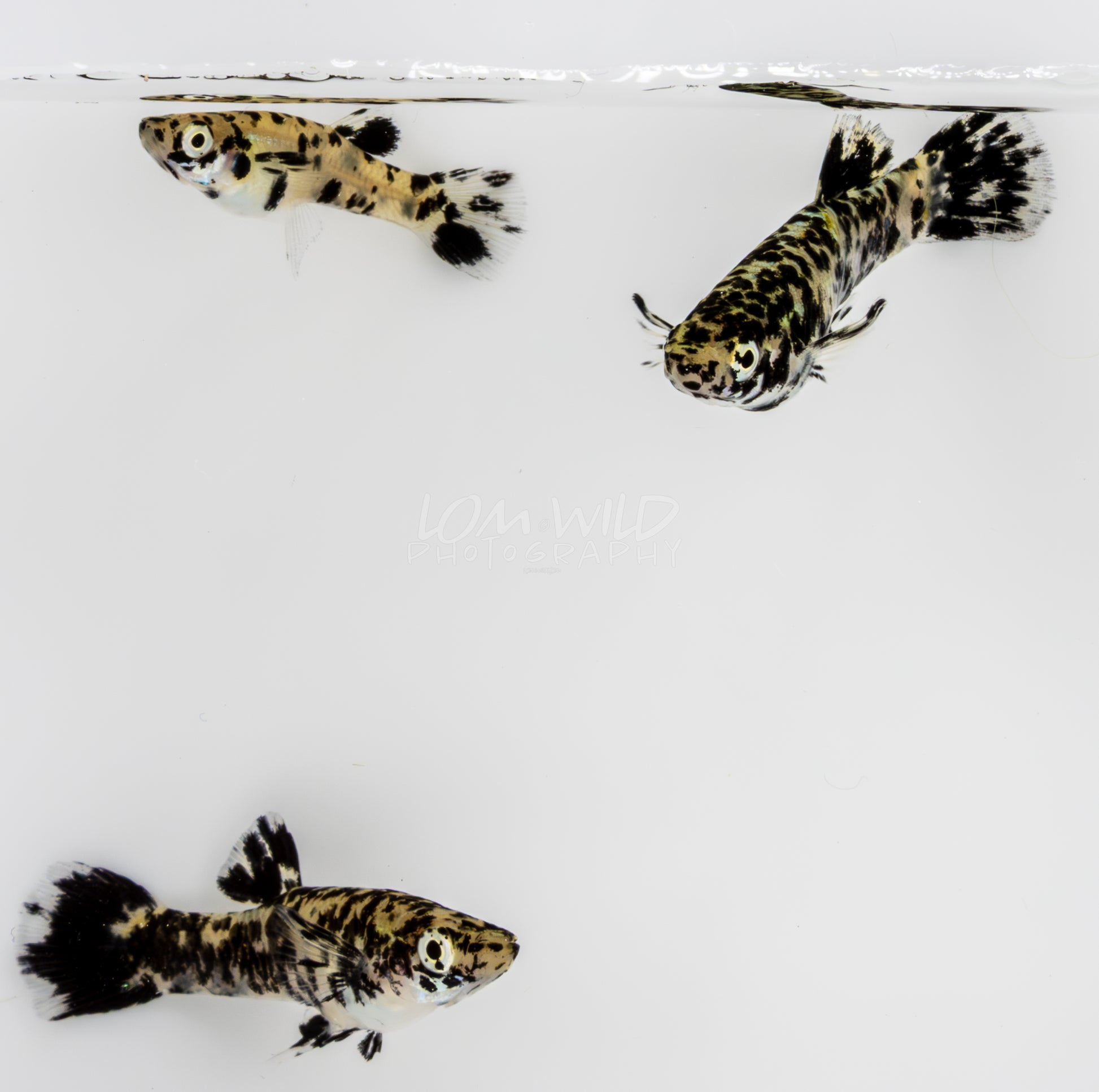Super Melanistic Gambusia w/ VISUAL FEMALES* - LOMWILD