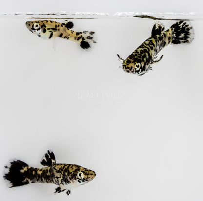 Super Melanistic Gambusia w/ VISUAL FEMALES* - LOMWILD