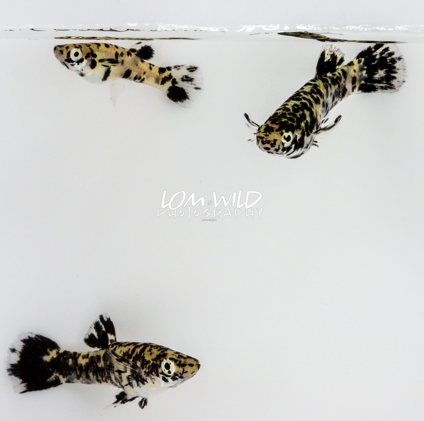 Super Melanistic Gambusia w/ VISUAL FEMALES* - LOMWILD