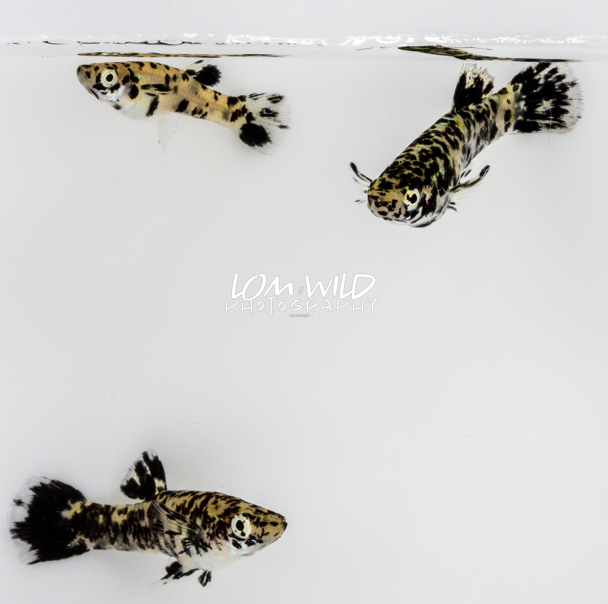 Super Melanistic Gambusia w/ VISUAL FEMALES* - LOMWILD