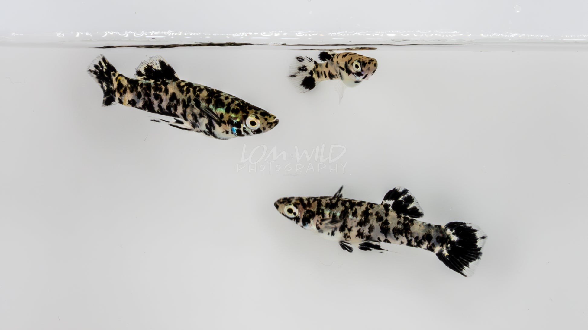 Super Melanistic Gambusia w/ VISUAL FEMALES* - LOMWILD