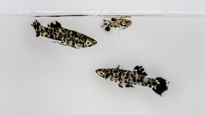 Super Melanistic Gambusia w/ VISUAL FEMALES* - LOMWILD