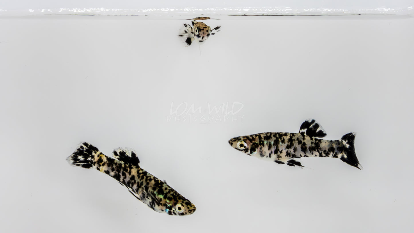 Super Melanistic Gambusia w/ VISUAL FEMALES* - LOMWILD