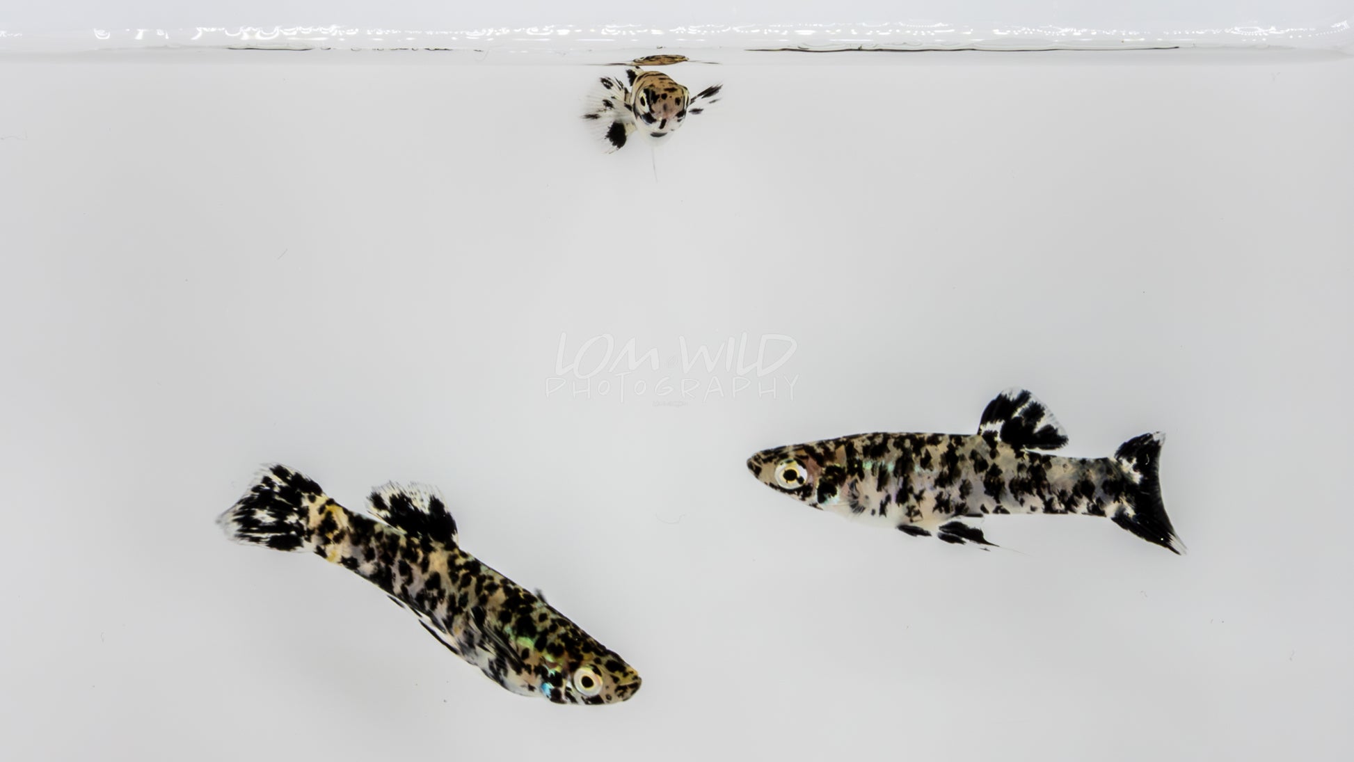 Super Melanistic Gambusia w/ VISUAL FEMALES* - LOMWILD