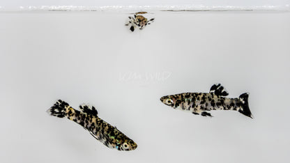 Super Melanistic Gambusia w/ VISUAL FEMALES* - LOMWILD