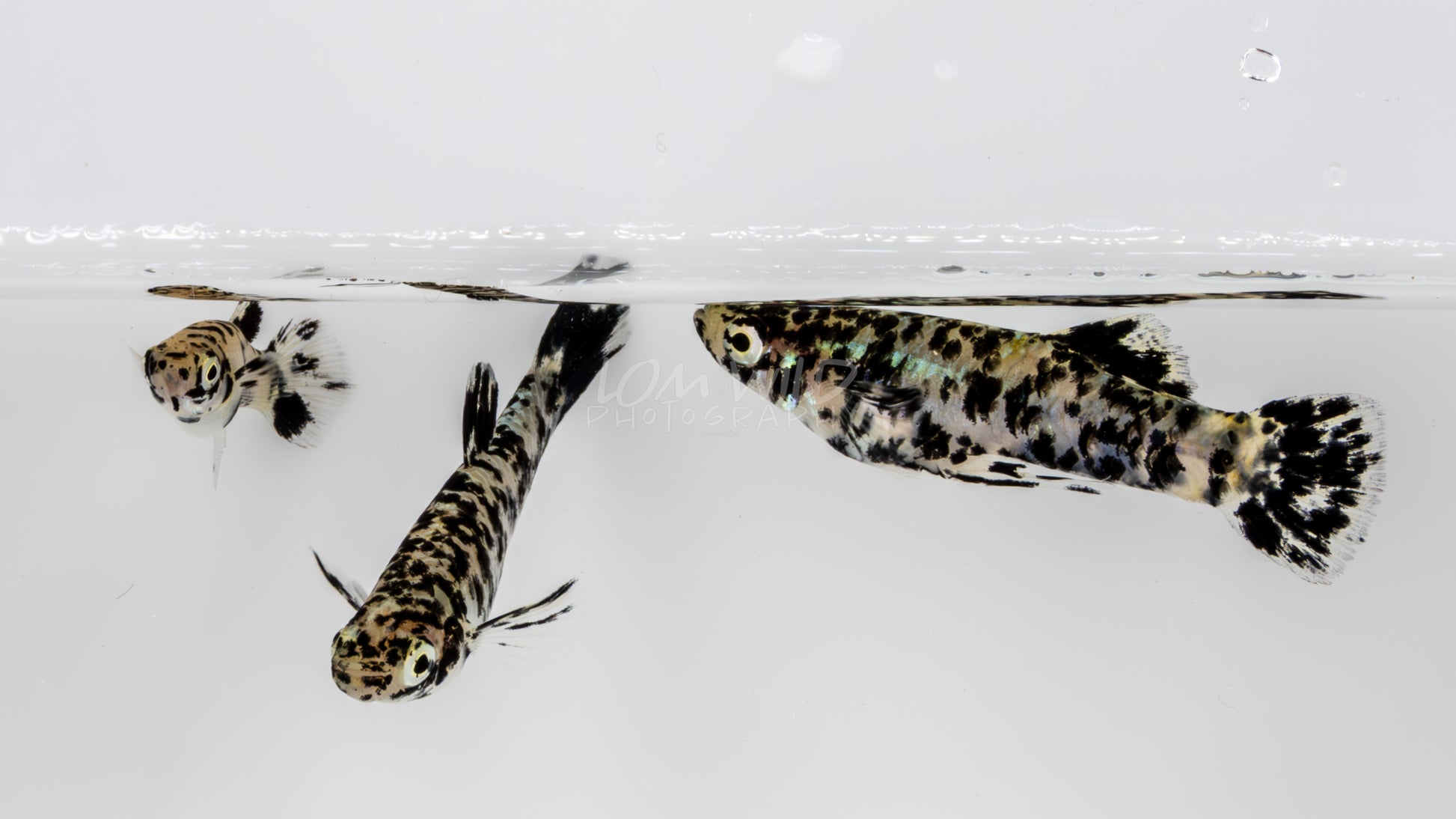 Super Melanistic Gambusia w/ VISUAL FEMALES* - LOMWILD