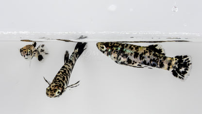Super Melanistic Gambusia w/ VISUAL FEMALES* - LOMWILD