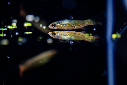 Fundulus chrysotus - Golden Top Minnow - Killifish