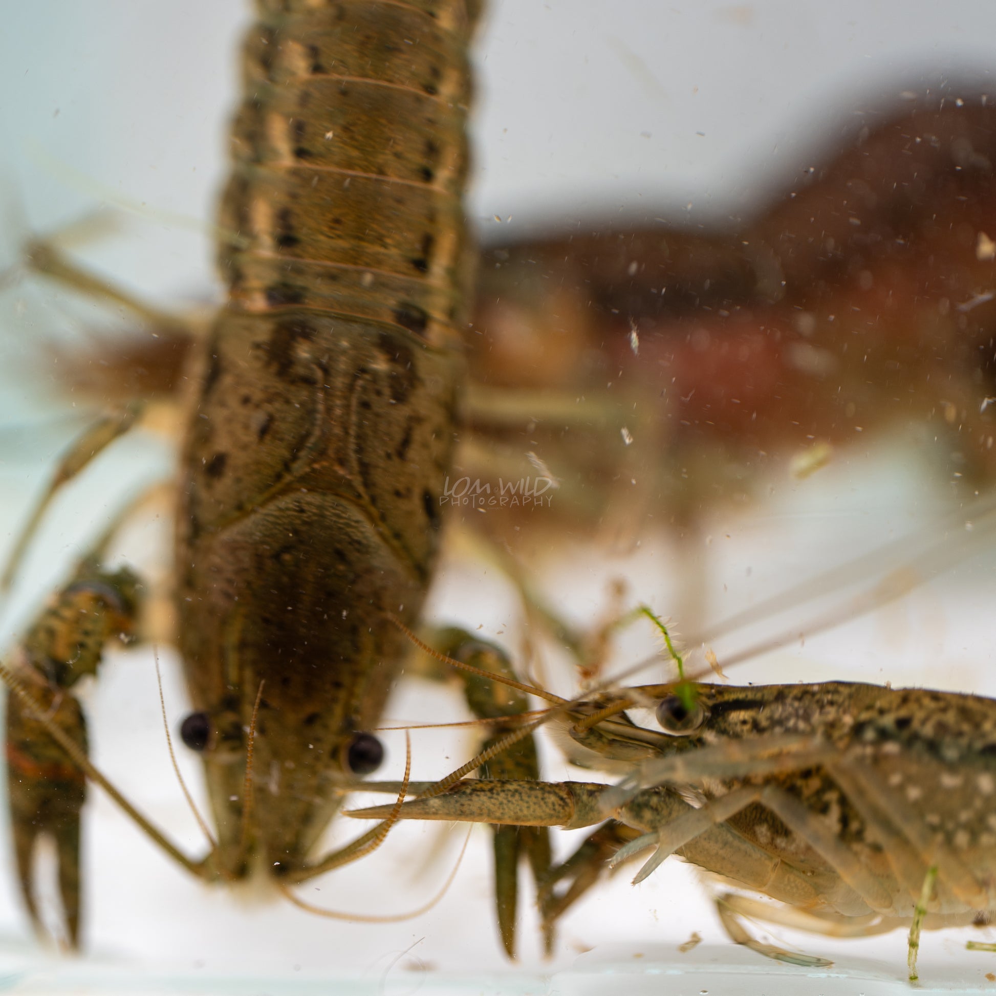 Marble Crayfish - LOMWILD