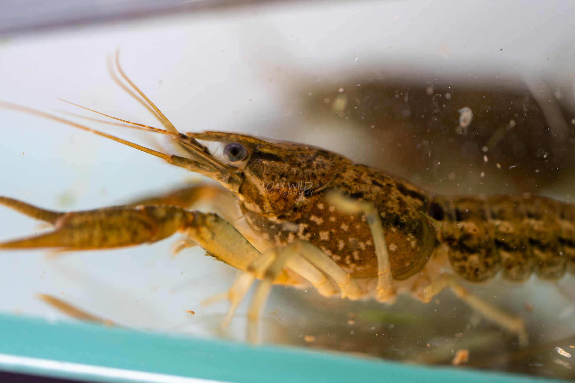 Marble Crayfish - LOMWILD