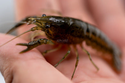 Marble Crayfish - LOMWILD