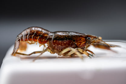 Marble Crayfish - LOMWILD
