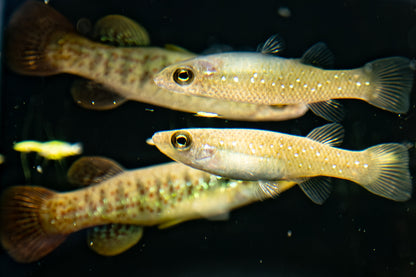 Fundulus chrysotus - Golden Top Minnow - Killifish