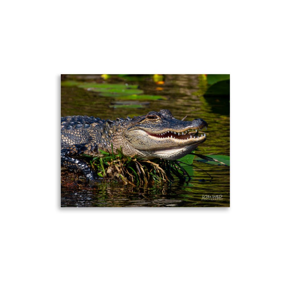 American Alligator Basking in the Sun | Florida Everglades Wildlife by LOMWILD - LOMWILD