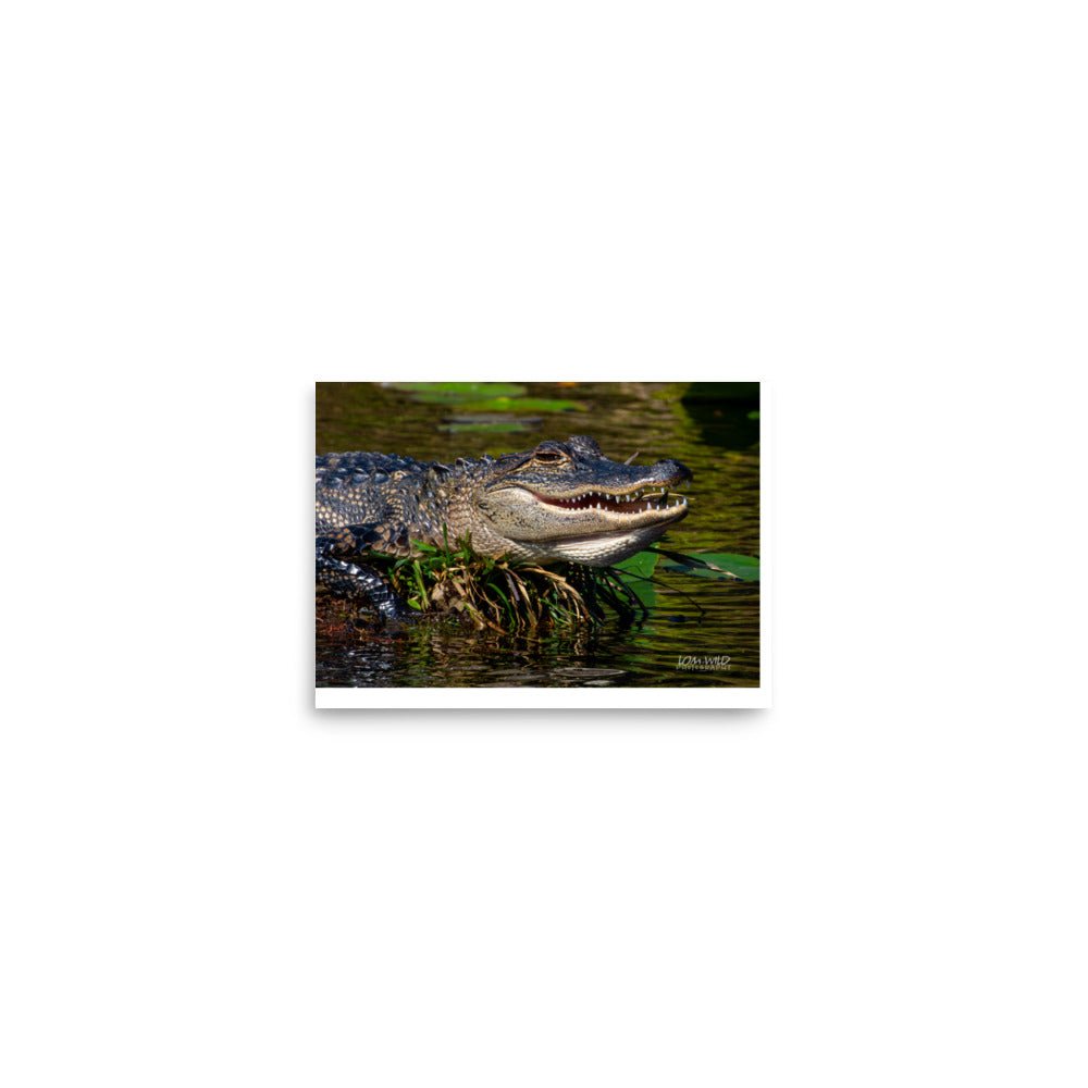 American Alligator Basking in the Sun | Florida Everglades Wildlife by LOMWILD - LOMWILD