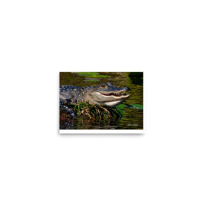 American Alligator Basking in the Sun | Florida Everglades Wildlife by LOMWILD - LOMWILD