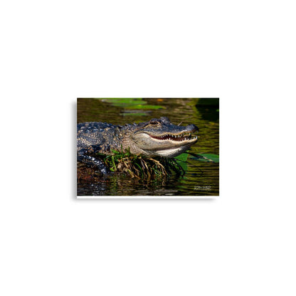 American Alligator Basking in the Sun | Florida Everglades Wildlife by LOMWILD - LOMWILD