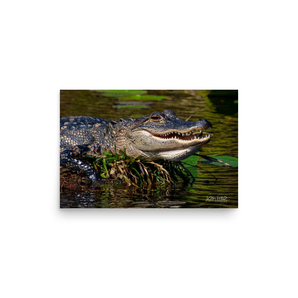 American Alligator Basking in the Sun | Florida Everglades Wildlife by LOMWILD - LOMWILD