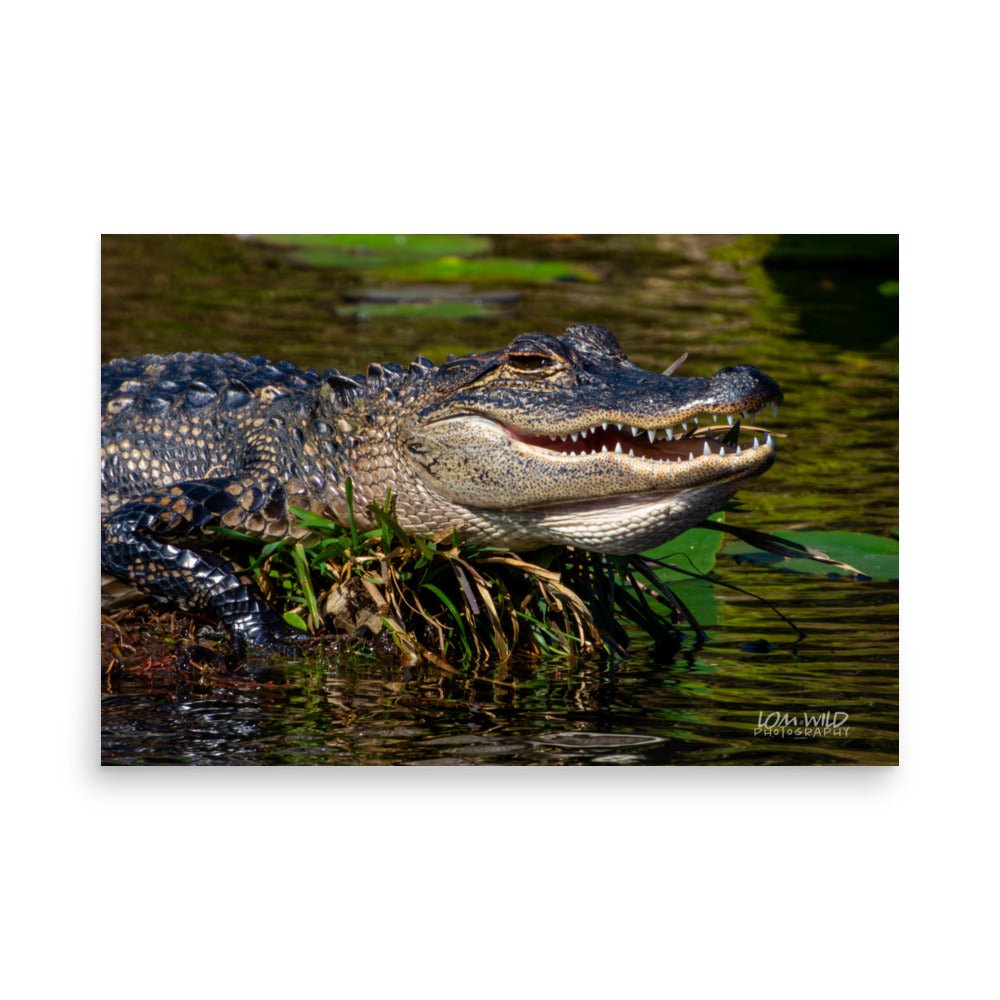 American Alligator Basking in the Sun | Florida Everglades Wildlife by LOMWILD - LOMWILD