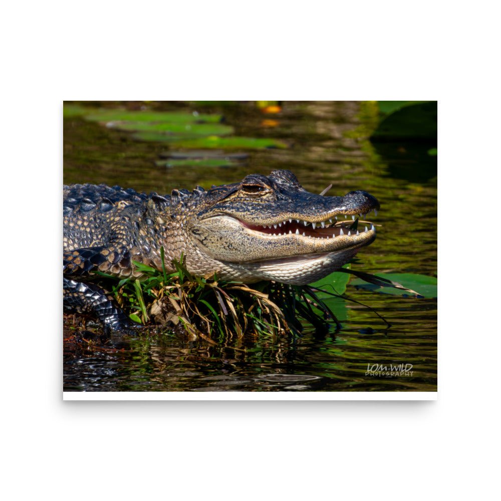 American Alligator Basking in the Sun | Florida Everglades Wildlife by LOMWILD - LOMWILD