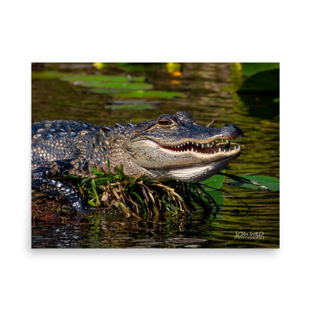 American Alligator Basking in the Sun | Florida Everglades Wildlife by LOMWILD - LOMWILD