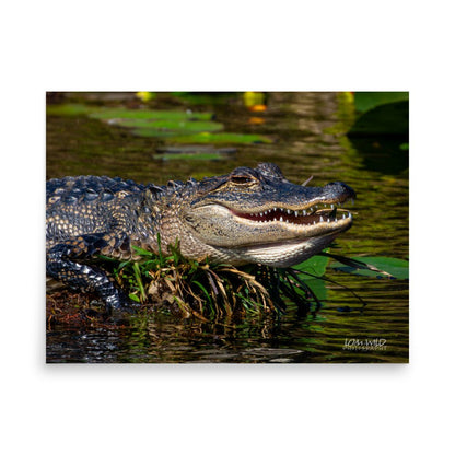 American Alligator Basking in the Sun | Florida Everglades Wildlife by LOMWILD - LOMWILD