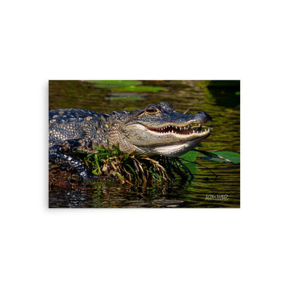 American Alligator Basking in the Sun | Florida Everglades Wildlife by LOMWILD - LOMWILD